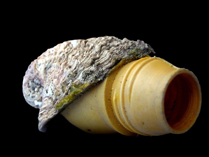 pablo concha 15serielocoschañar19