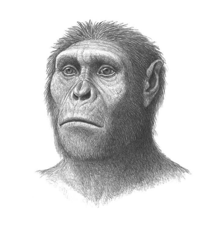 1-australopithecus-sediba-head-mauricio-anton